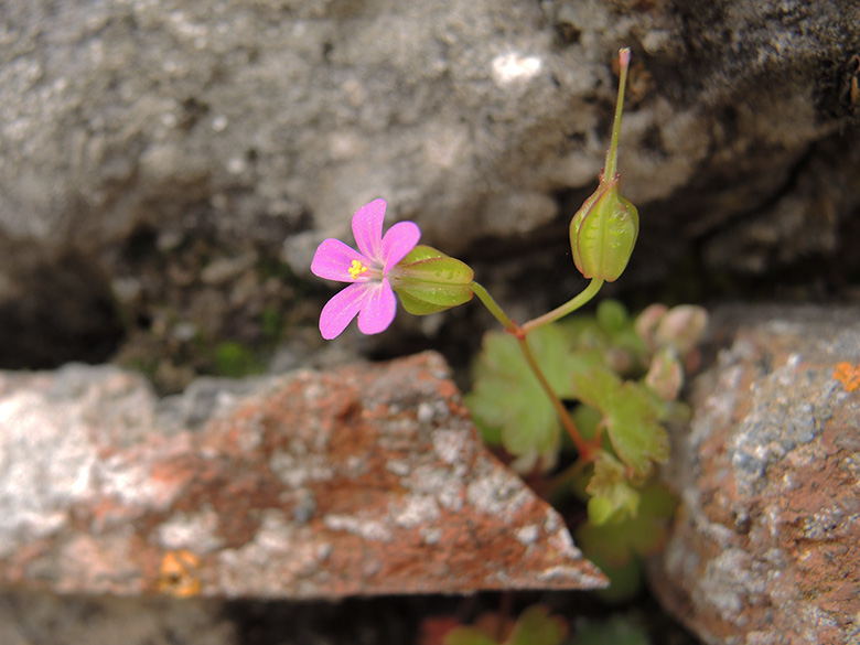 Geranium lucidum