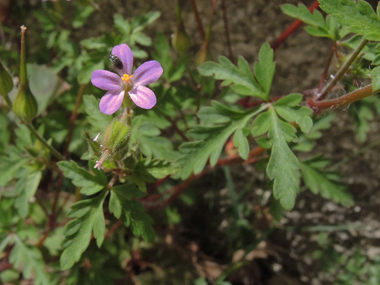 Geranium robertianum
