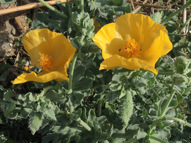 Glaucium flavum