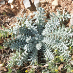 Glaucium flavum