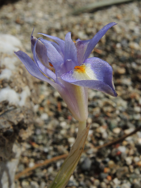 Gynandriris sisyrinchium