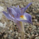 Gynandriris sisyrinchium
