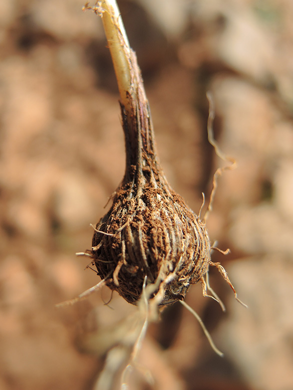 Gynandriris syrinchium 