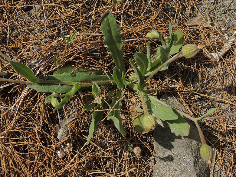 Hedypnois rhagadioloides tubaeformis