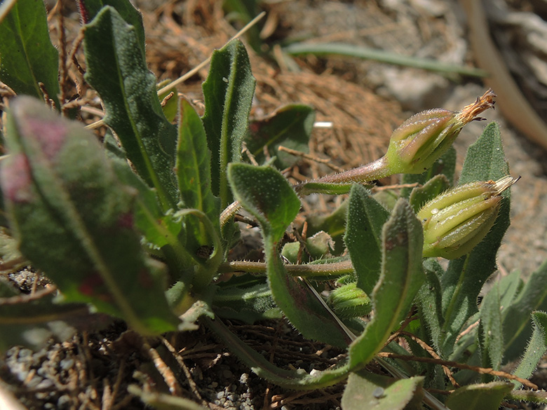 Hedypnois rhagadioloides tubaeformis