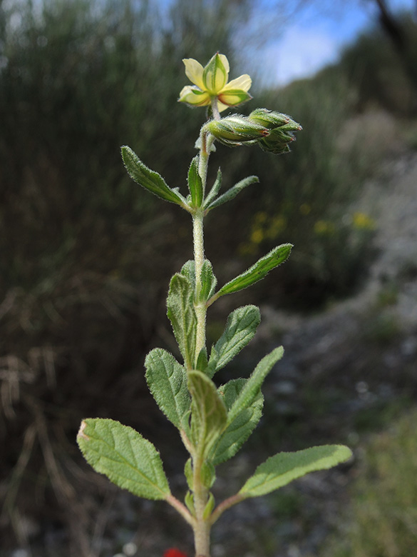 Helianthemum salicifolium