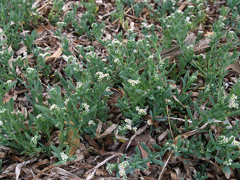 Heliotropium curassavicum