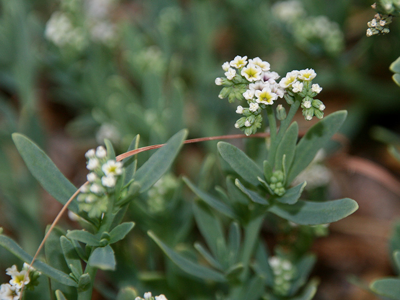 Heliotropium curassavicum