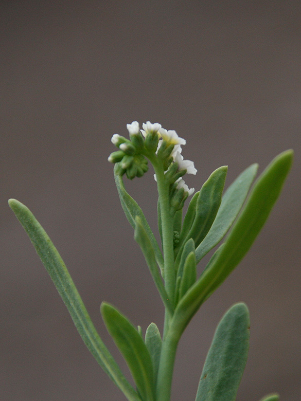 Heliotropium curassavicum