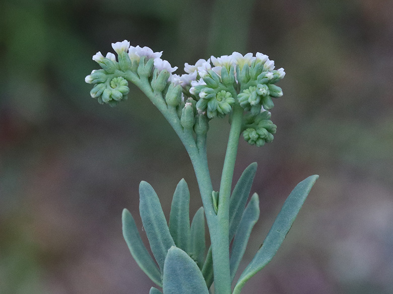 Heliotropium curassavicum