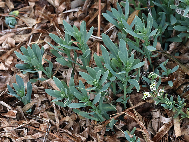Heliotropium curassavicum
