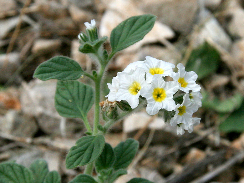 Heliotropium hirsutissimum