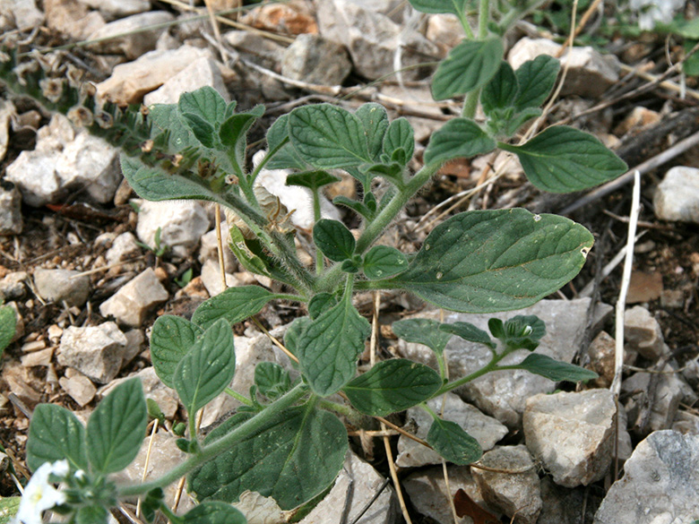 Heliotropium hirsutissimum