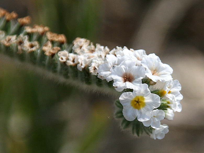 Heliotropium hirsutissimum
