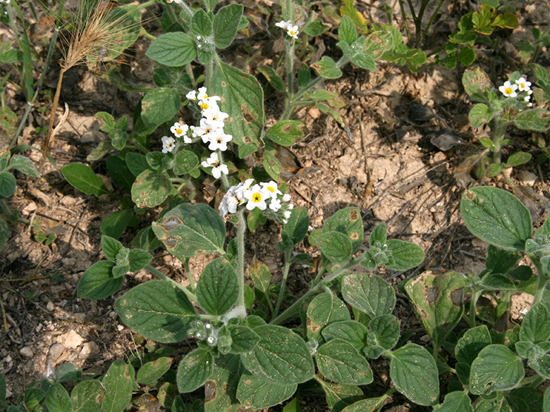 Heliotropium hirsutissimum