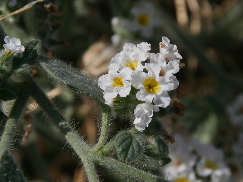 Heliotropium hirsutissimum