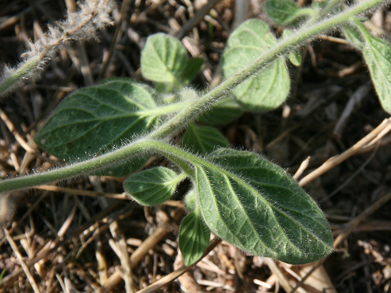 Heliotropium hirsutissimum