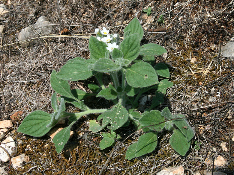 Heliotropium hirsutissimum