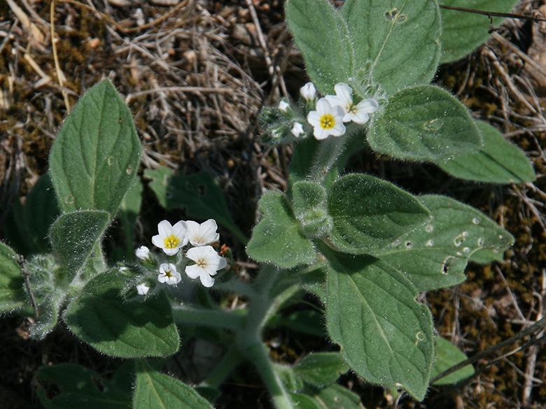 Heliotropium hirsutissimum