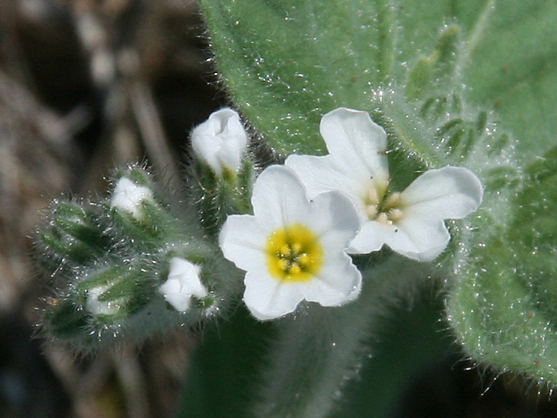 Heliotropium hirsutissimum