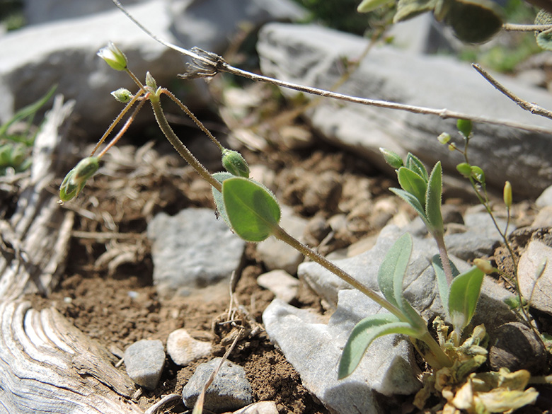Holosteum umbellatum