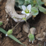 Holosteum umbellatum