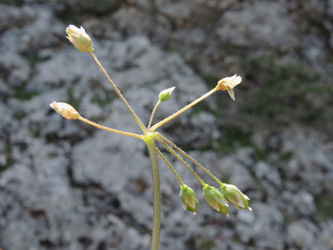 Holosteum umbellatum