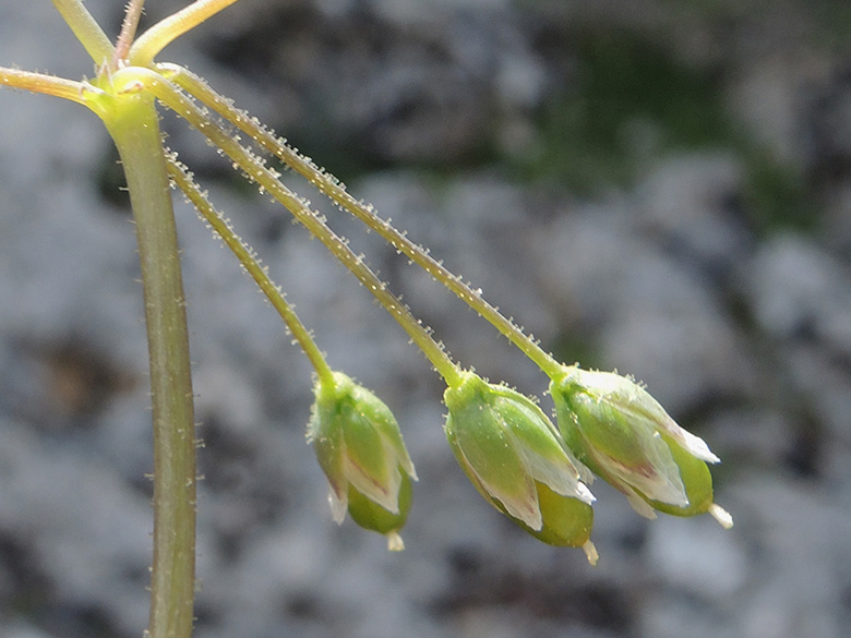 Holosteum umbellatum