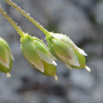 Holosteum umbellatum