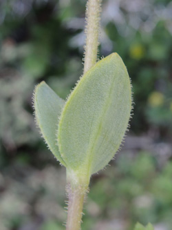 Holosteum umbellatum