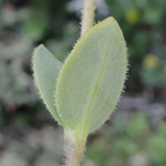 Holosteum umbellatum