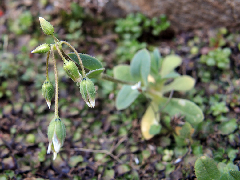Holosteum umbellatum