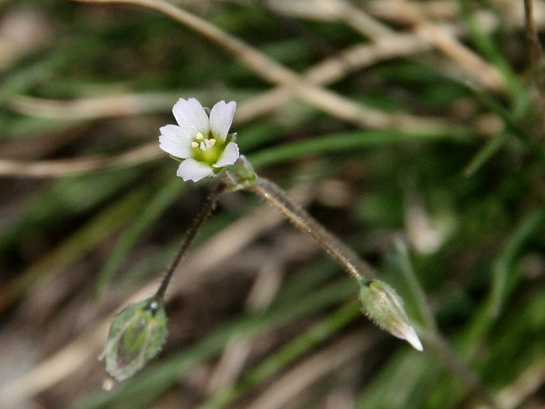 Holosetum umbellatum