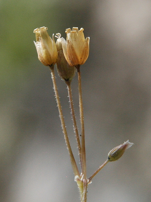 Holosetum umbellatum