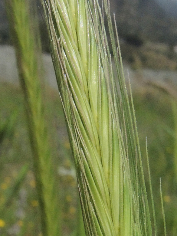 Hordeum bulbosum