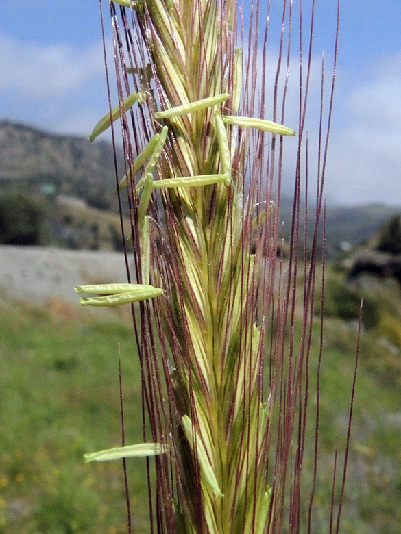 Hordeum bulbosum