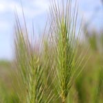 Hordeum marinum