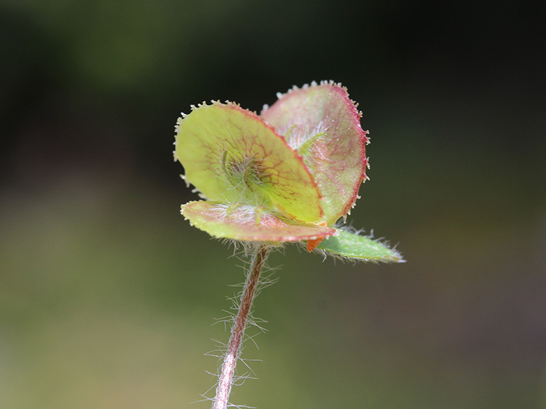 Hymenocarpos circinnatus