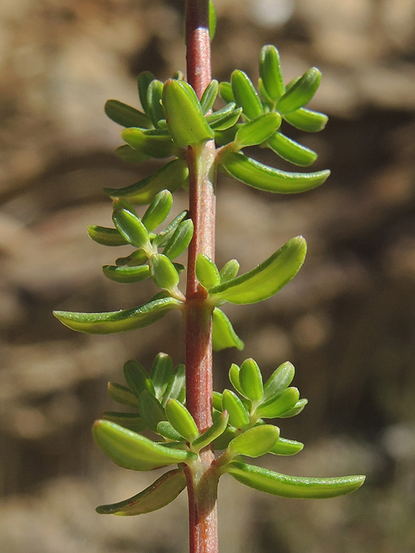 Hypericum empetrifolium