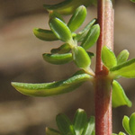 Hypericum empetrifolium