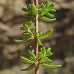Hypericum empetrifolium