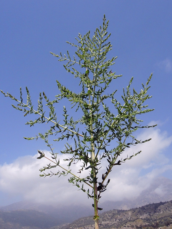 Hypericum triquetrifolium