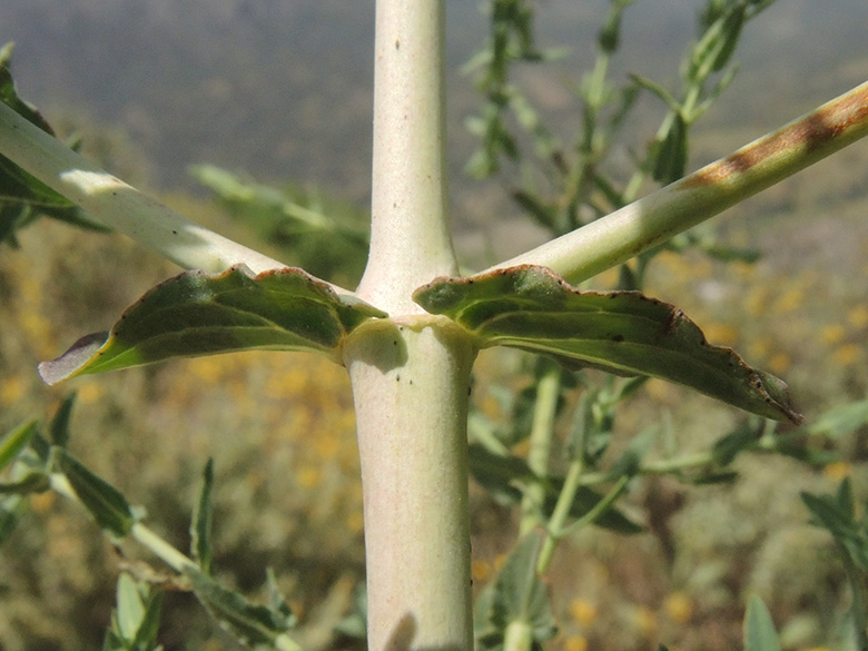 Hypericum triquetrifolium