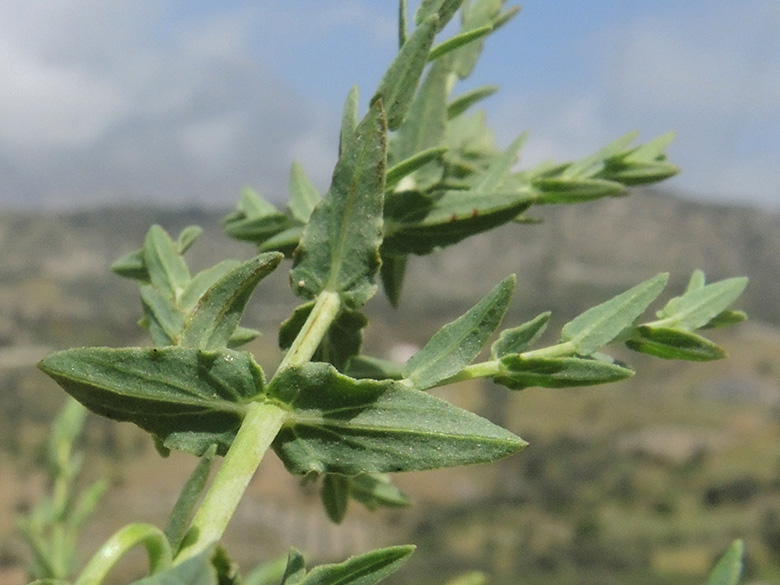 Hypericum triquetrifolium