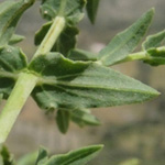 Hypericum triquetrifolium