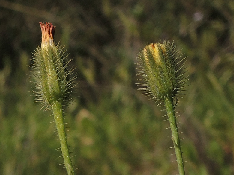 Hypochoeris achyrophorus