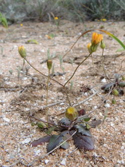 Hypochoeris achyrophorus