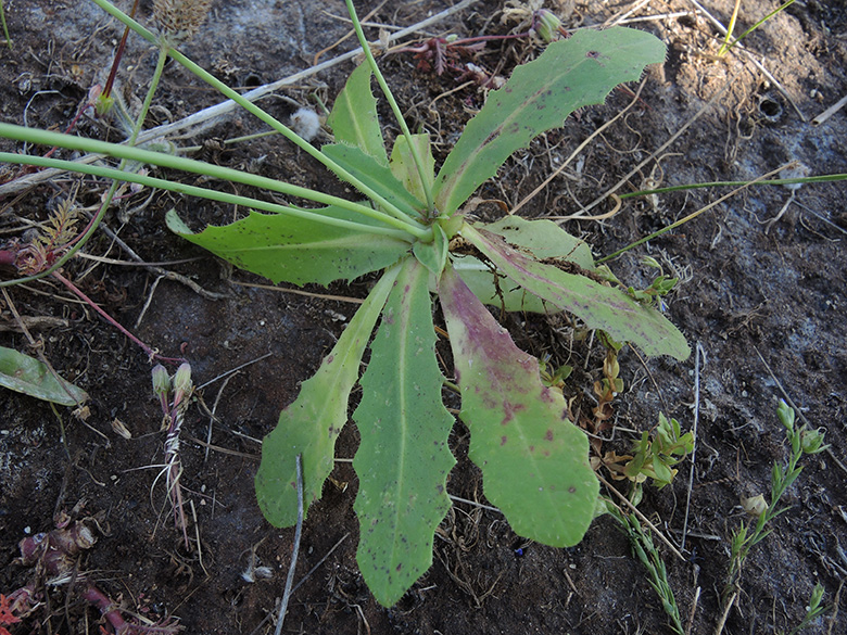 Hypochoeris glabra