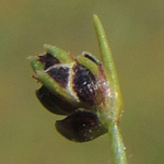 Isolepis cernua