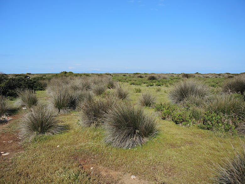 Juncus heldreichianus